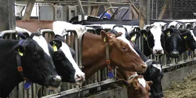 Livestock large in size