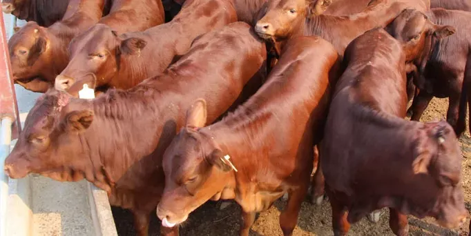 Large number of livestock