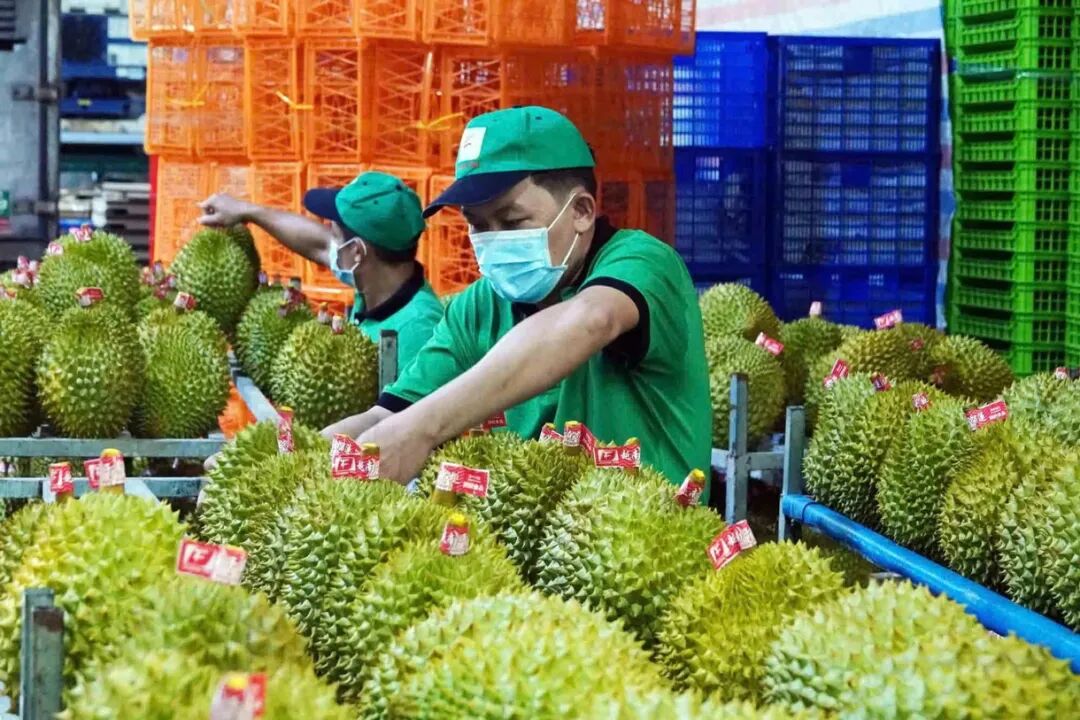Vietnam Launches Durian Traceability Pilot: RFID Is Becoming the &ldquo;Infrastructure&rdquo; of Agricultural Products（images 1）
