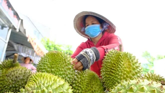 Vietnam Launches Durian Traceability Pilot: RFID Is Becoming the &ldquo;Infrastructure&rdquo; of Agricultural Products（images 3）