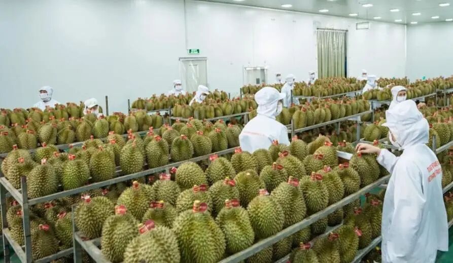Vietnam Launches Durian Traceability Pilot: RFID Is Becoming the &ldquo;Infrastructure&rdquo; of Agricultural Products（images 5）